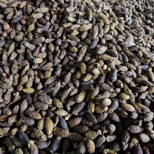 Cau khô nguyên trái (Dried Areca Nuts)