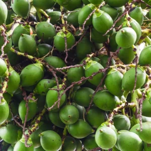 Cau tươi Tiên Phước – Fresh Areca Nuts xuất khẩu Việt Nam